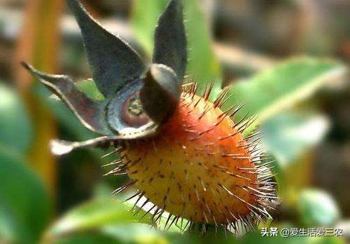 秋天田间成熟的野果,江西秋季野果