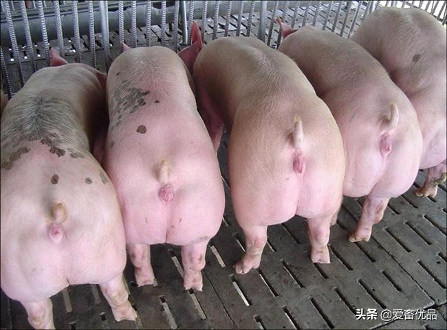 母猪不吃食是什么原因？母猪不吃食怎么办？