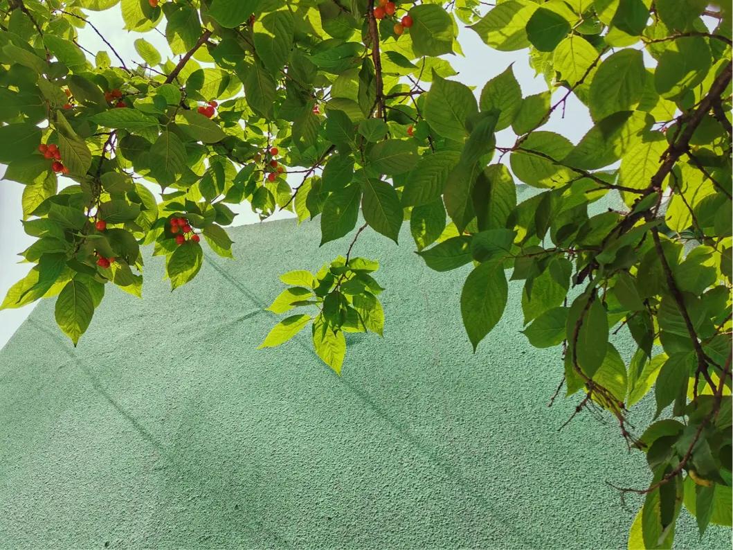 樱桃红了以后可以吃了吗,樱桃红了就可以吃吗