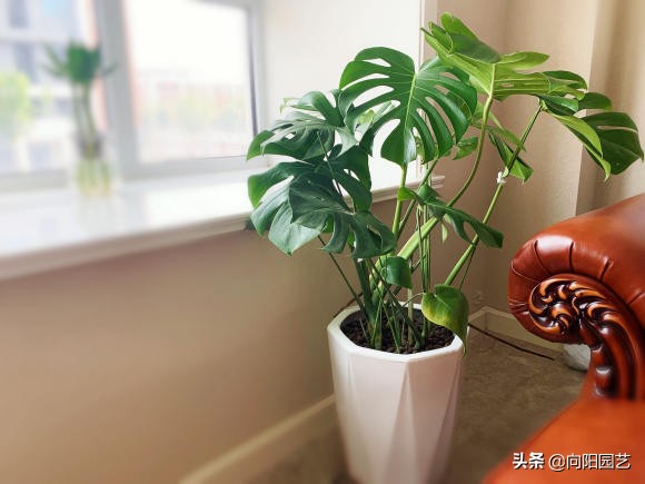 龟背竹闷养,龟背竹家庭养护及问题大全