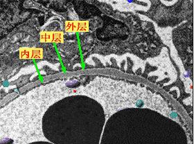 肾虚吃腰子能补肾吗,腰子和枸杞能补肾吗