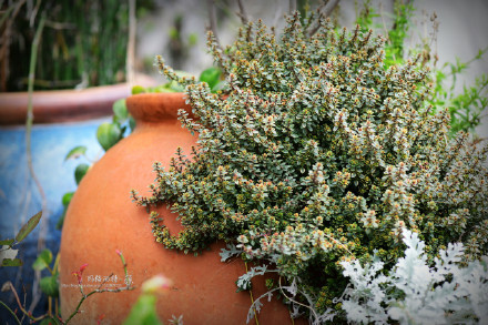 西餐香草大全及用途视频,好吃的西餐料理有哪些