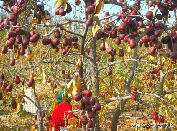 疆客巴州名优特产,疆好货新疆特产干果