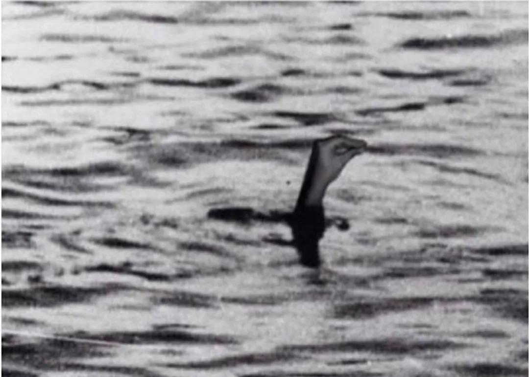 不愧是意大利人，意大利的市长们都快急死了，市民还要去弄头发！