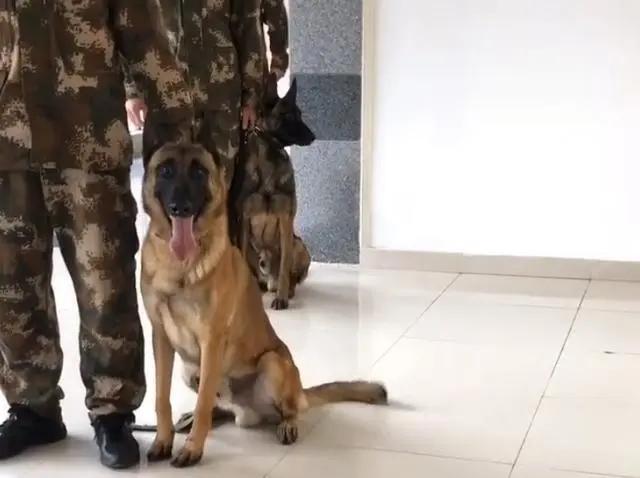 搜救犬排队打疫苗,狗子以为加鸡腿,见到医生后,狗子的反应亮了