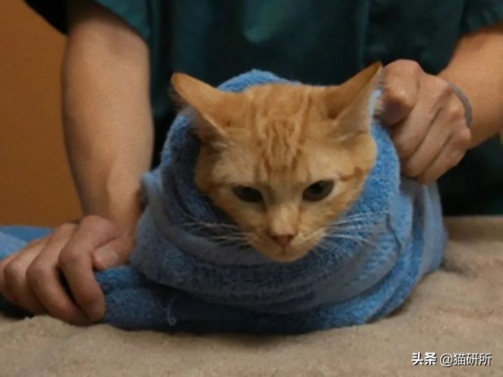 一学就会的训猫技巧,手把手教你给猫咪喂药