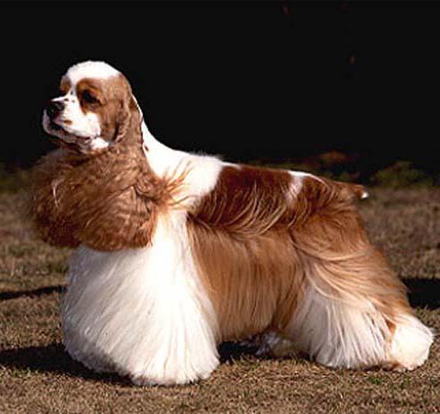 世上最罕见的狗品种图片,全世界狗品种视频