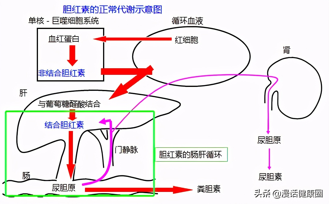 肝功的三项胆红素偏高医生说没事,胆红素三项高医生说没事让多喝水