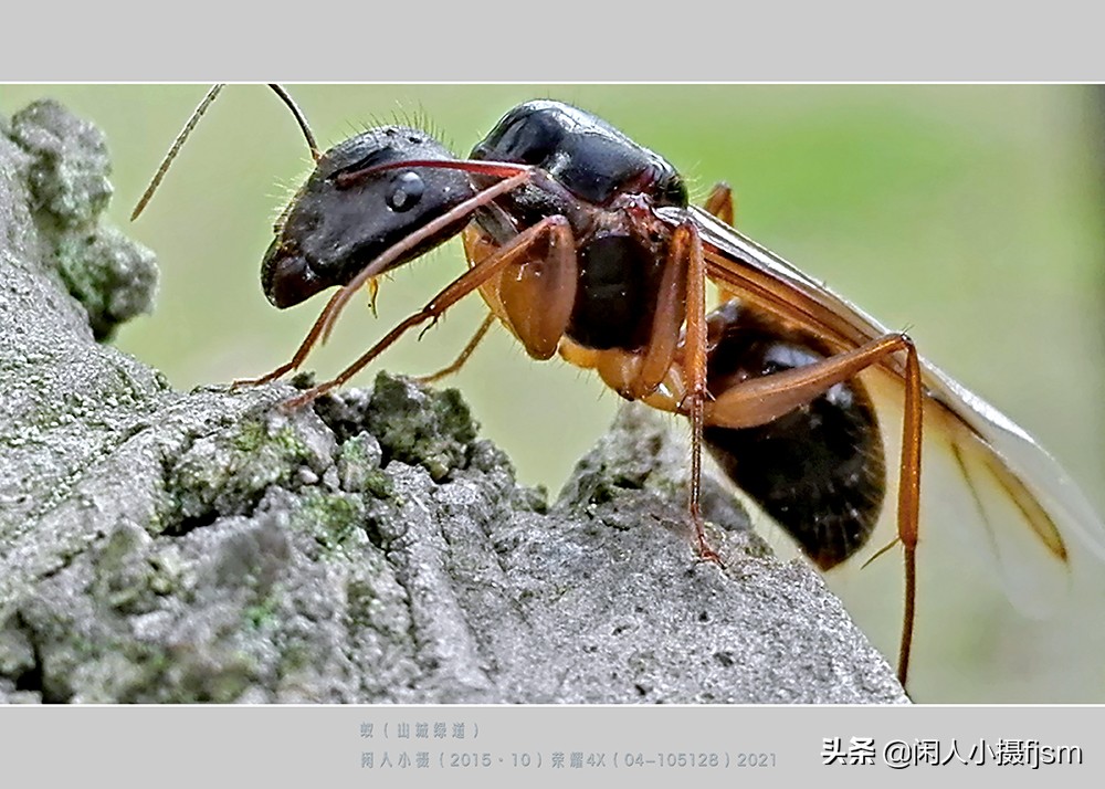 拍摄蚂蚁视频的技巧,怎么拍摄蚂蚁