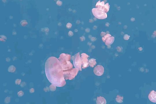 帕劳是哪个国家,帕劳群岛是哪个国家