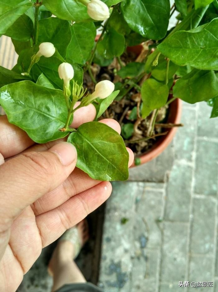 花店养花步骤和技巧图片,最全的养花宝典不会养花的来看看