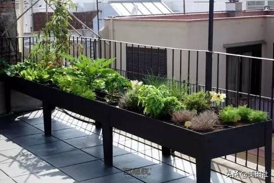 怎么样能纸上种菜,在家种菜可以做什么