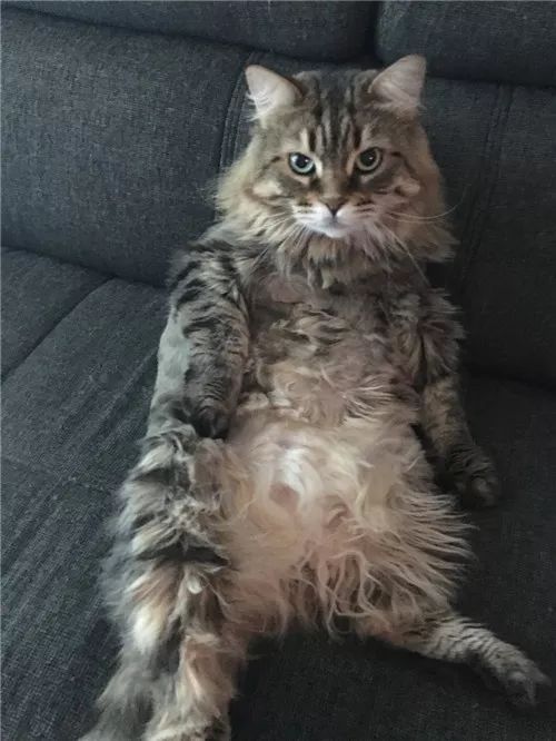 老板，这圆滚滚地怎么恢复出厂设置，说好的小可爱呢？