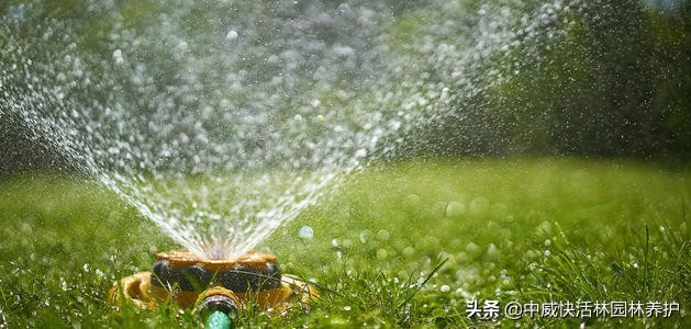 5月种的草坪怎么浇水,5月草坪病害