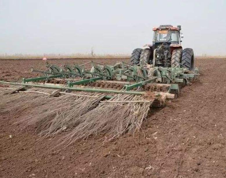 秋季种植牧草黑麦草,黑麦草种植效益