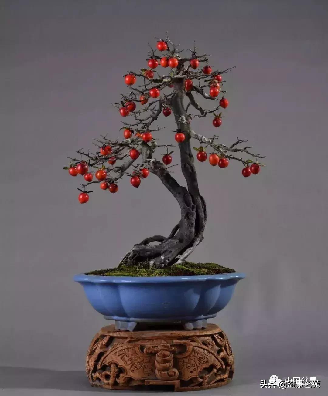 推荐36种好养的盆景植物,茶桌上养什么盆景植物