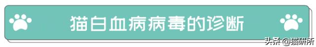 猫白血病病毒（FeLV）感染≠猫白血病≠安乐死