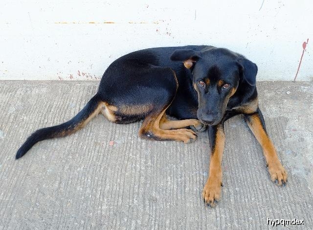 狗狗的肉球,狗狗身上的肉球是什么