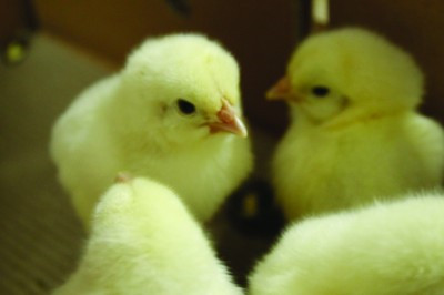 小鸡拉泡沫稀粪怎么治疗,养鸡宝典免费版