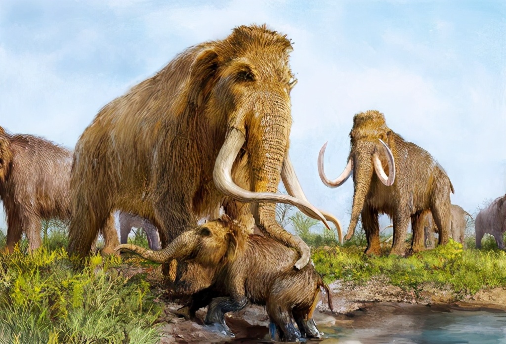 为什么古人不敢动“非洲象”却选择捕杀更大的“猛犸象”？