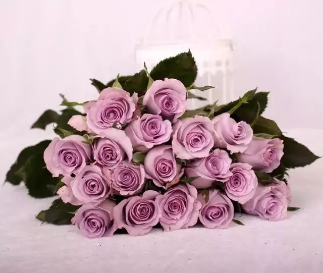 一万年一次的2020520;一起认识100种玫瑰~别送错啊