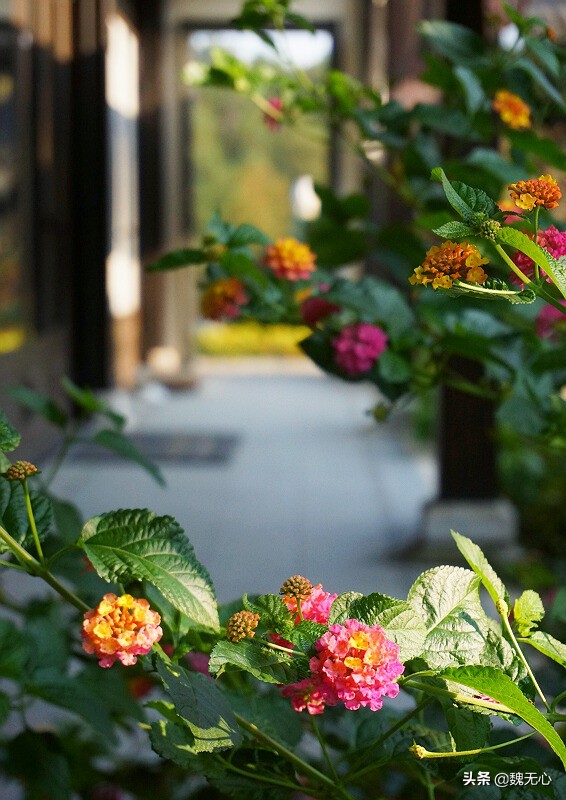 安吉民宿桃花源,安吉大乐之野民宿游泳池