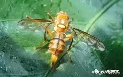 果实蝇对脐橙花有危害吗,果实蝇防治最有效方法