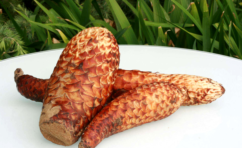 肉苁蓉适宜肾阳虚还是肾阴虚,肉苁蓉适合阳虚还是阴虚的人服用