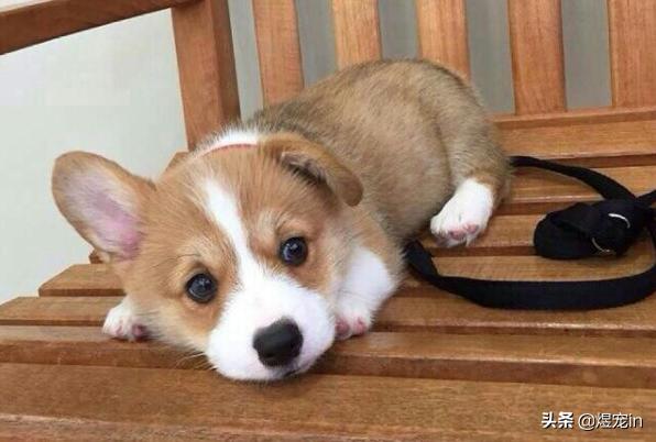 小区狗狗随处大小便怎么办,怎么让狗狗不随地大小便教程