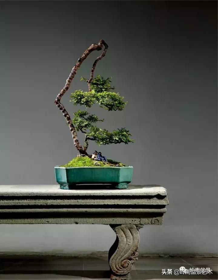 最美的100盆雀梅盆景,雀梅盆景第一年修剪视频