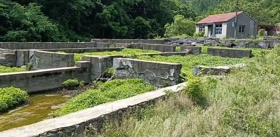 300斤！辽宁一山沟里养出“老鱼王”，体型大到快游不动了