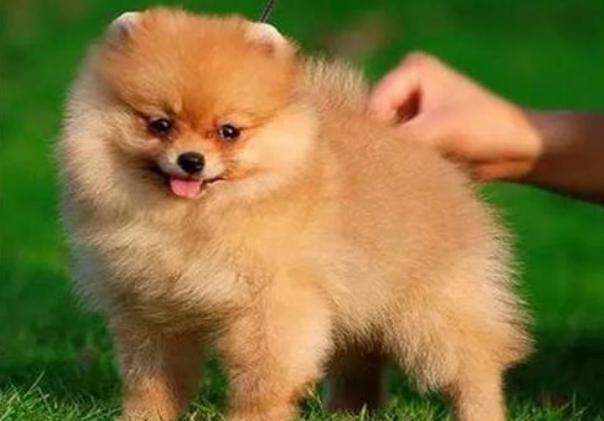 博美犬多少钱一只最好,博美犬最少价格多少钱一只