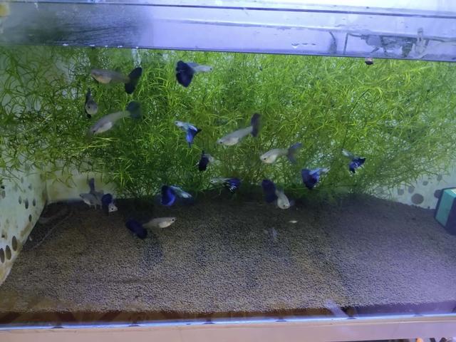 孔雀鱼小鱼合缸的正确方法,孔雀鱼小鱼多久能和大鱼一起合缸