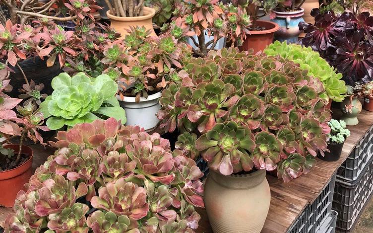 多肉室外养下雨淋了叶片怎么办,室内的多肉夏天可以放外面淋雨吗