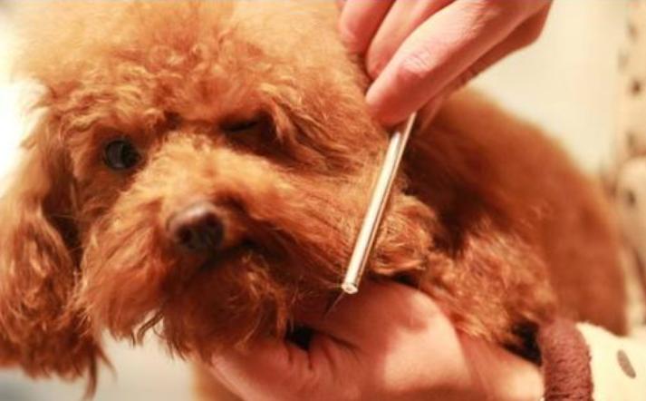 狗狗换毛季的正确方法,狗狗换毛正确处理方法