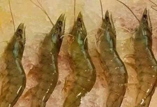 海鲜大全,最全海鲜冷知识