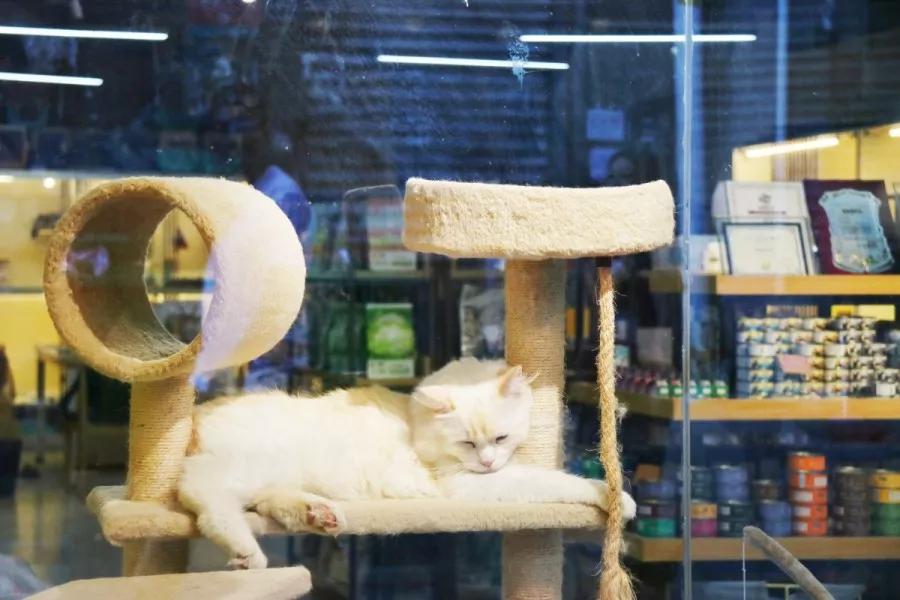 <html>
<head><title>502BadGateway</title></head>
<body>
<center><h1>502BadGateway</h1></center>
<hr><center>nginx</center>
</body>
</html>
<!--apaddingtodisableMSIEandChromefriendlyerrorpage-->
<!--apaddingtodisableMSIEandChromefriendlyerrorpage-->
<!--apaddingtodisableMSIEandChromefriendlyerrorpage-->
<!--apaddingtodisableMSIEandChromefriendlyerrorpage-->
<!--apaddingtodisableMSIEandChromefriendlyerrorpage-->
<!--apaddingtodisableMSIEandChromefriendlyerrorpage-->
