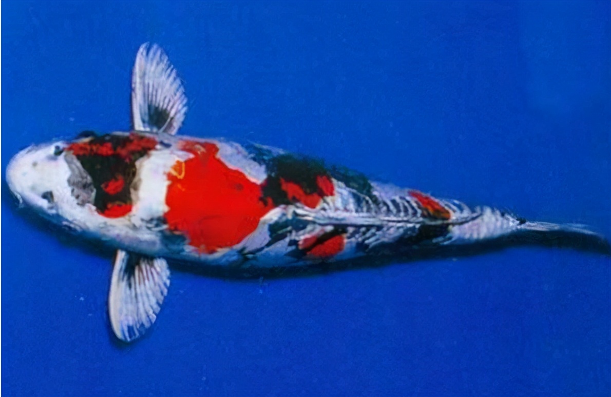 锦鲤的十三个大类名字叫什么,锦鲤十三鳞