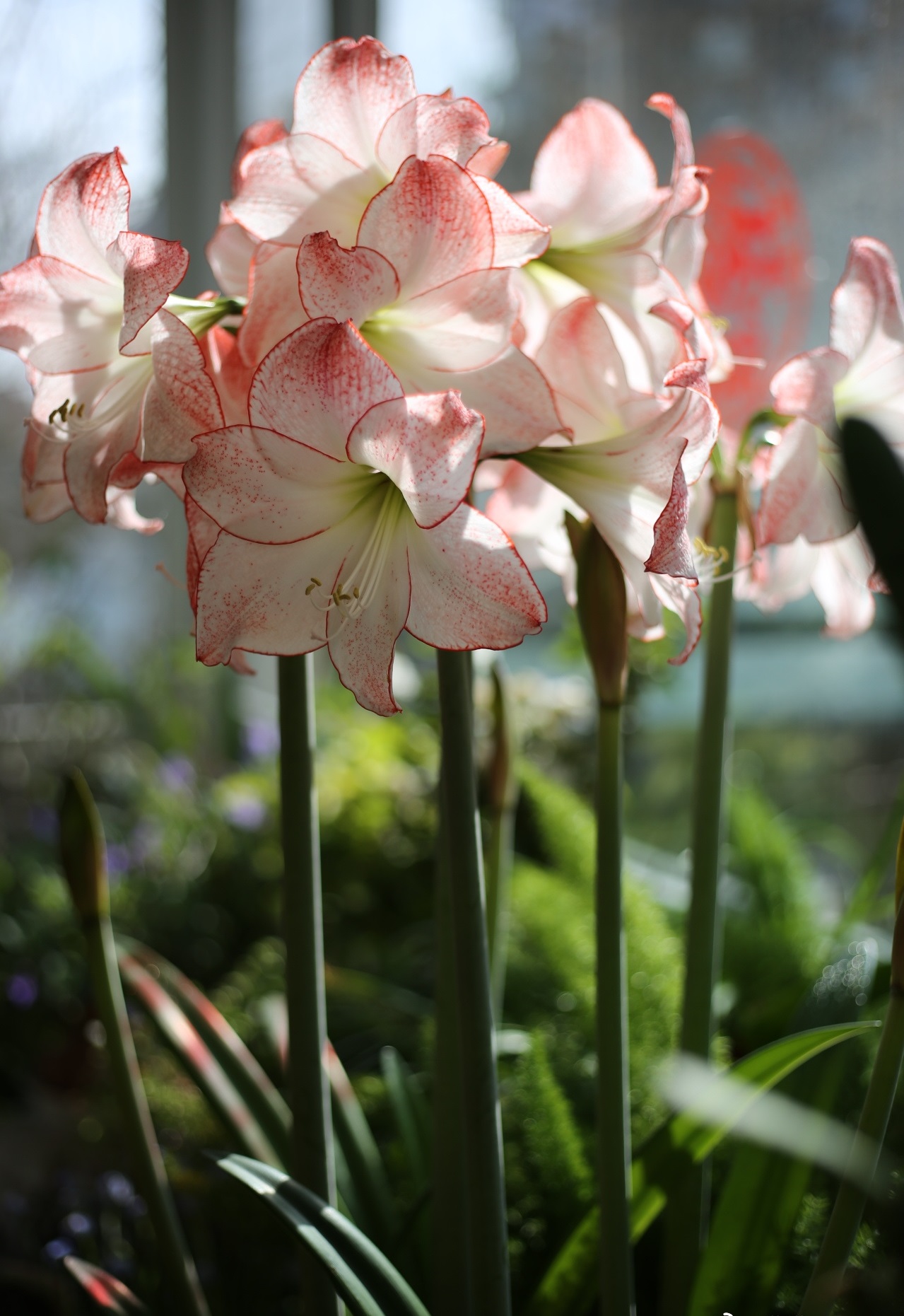 单瓣朱顶红品种最像鬼魅,朱顶红仙气品种