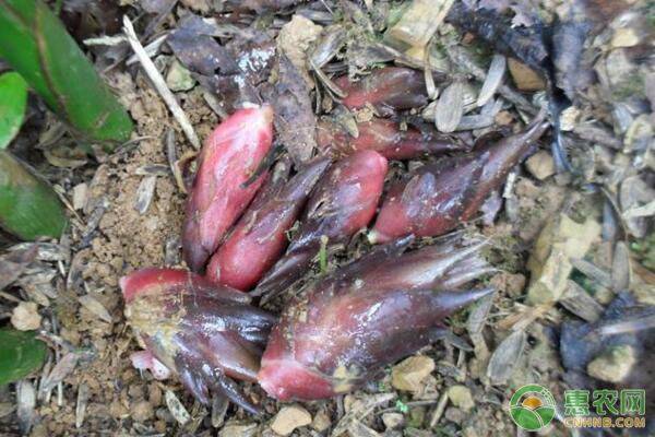 农村创业种植什么前景好,新型农业模式种植什么最赚钱