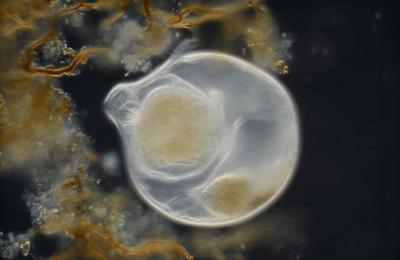 爱而不得，亲而不近｜浅析《囧妈》隐喻的中年男人3大情感悖论