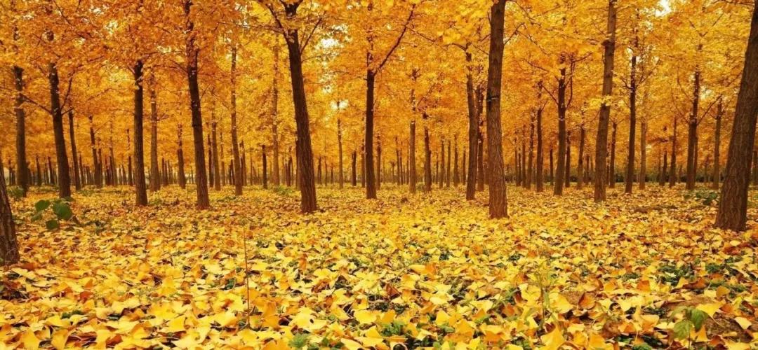 疫情期间农场经营的建议,疫情下农场经营