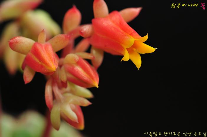 韩国多肉大全图片,多肉公主的图片