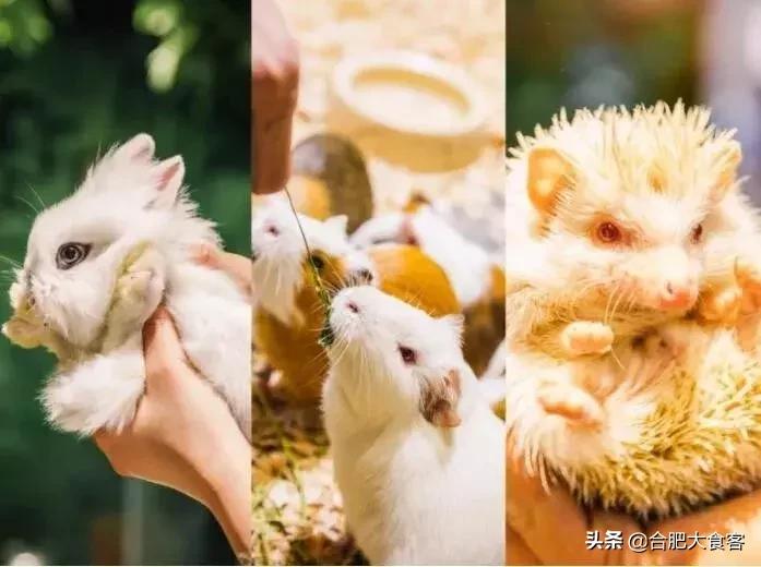 合肥动物园值得看的地方,合肥最好玩的动物园是哪