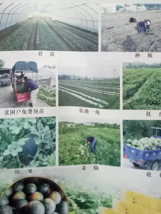 乡贤带领农民增收致富,种植甜香瓜带动村民致富