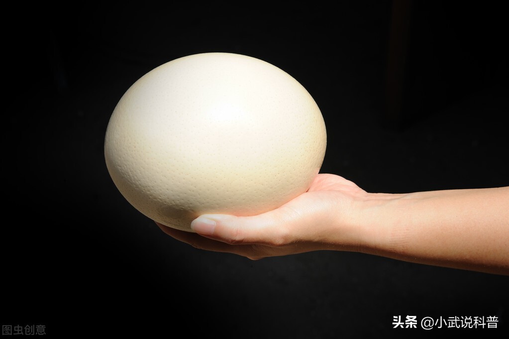 一颗鸵鸟蛋能吃多久,一颗鸵鸟蛋相当于几个鸡蛋