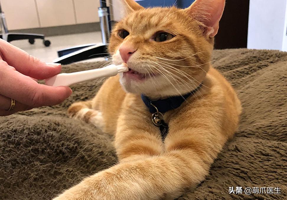 猫：来啊，踩我屁股啊，使点劲儿