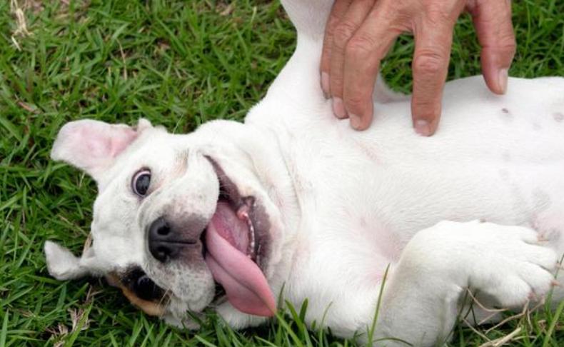 遇到狗狗怎么办视频,遇到咬人的狗不要理睬它