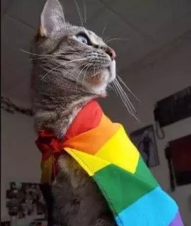 “*力暴**御姐”张雨绮当众扇汪小菲巴掌｜特别报道：遭受家暴的男性