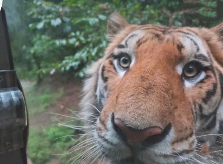 成都出发，一路向西的“旅行列车”年底开通！沿途好多……